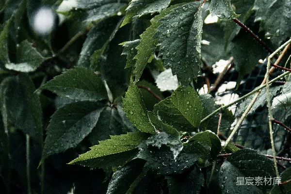 高清摄影 带绿叶的植物