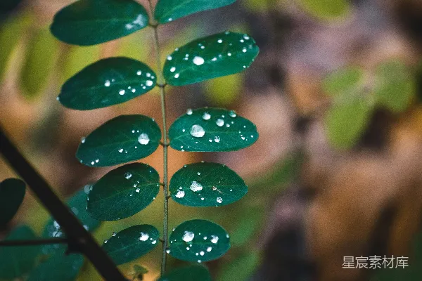 高清摄影 带有水珠的绿叶