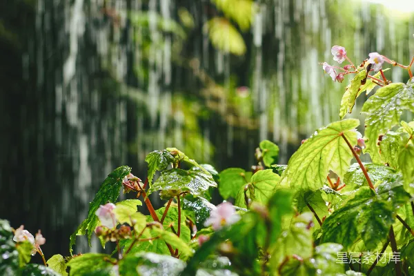 高清摄影 降雨滋养着生机盎然的绿植和鲜花。