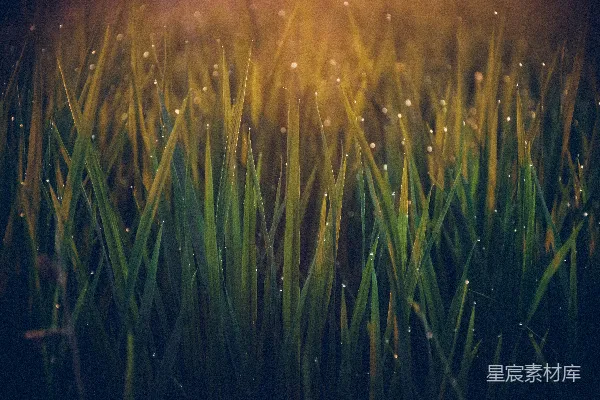 高清摄影 绿草上缀满水珠
