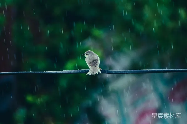 高清摄影 树上的鸟儿歇在电线之上