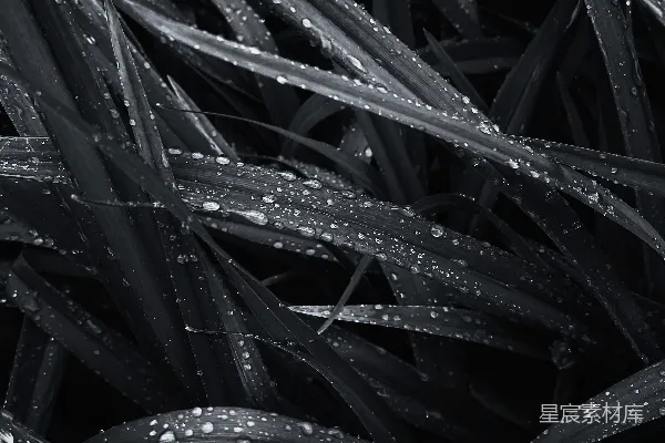 高清摄影 黑白照片中草叶上的水珠