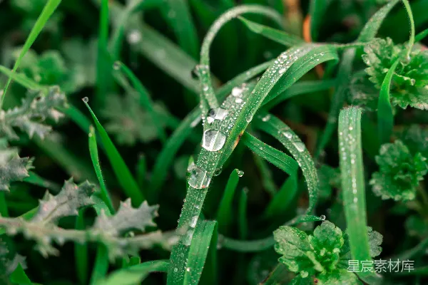 高清摄影 绿色植物上的水珠