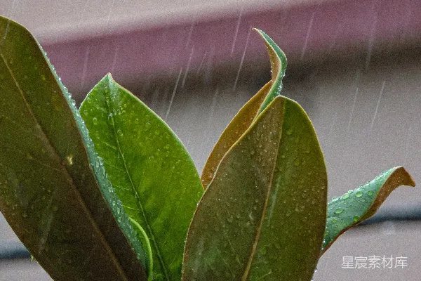 高清摄影 花盆里的植物在雨中