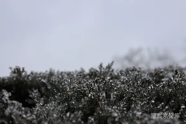 高清摄影 一片片覆盖着白雪的灌木在阴云密布的日子里。
