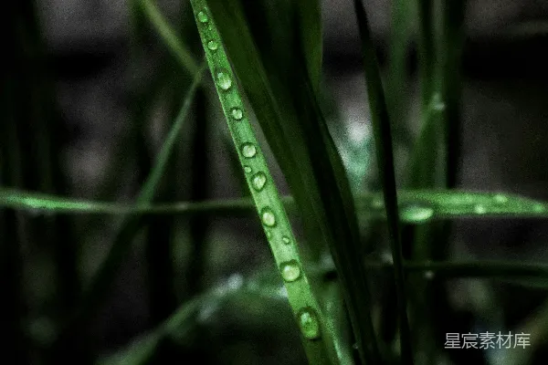 高清摄影 植物的特写镜头，上面有水珠。