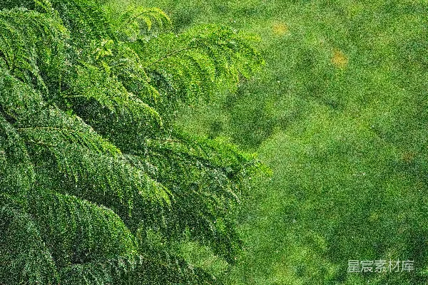 高清摄影 一些植物的特写镜头