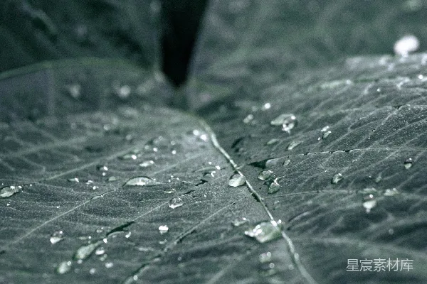 高清摄影 绿叶上挂着几滴水珠