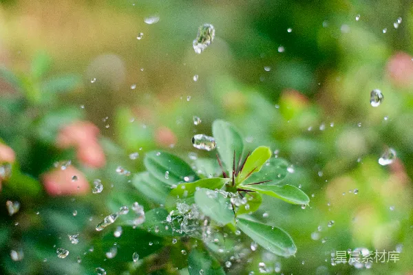 高清摄影 绿叶植物上的水滴