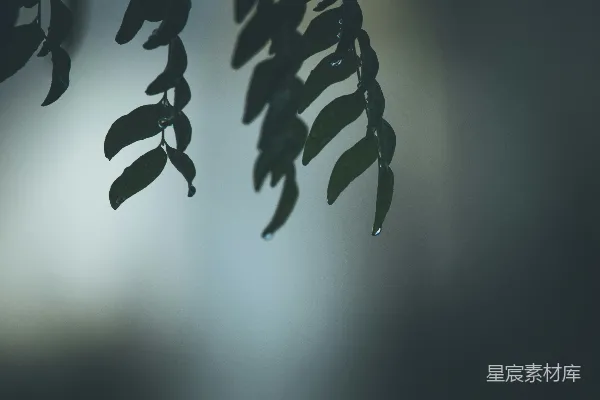高清摄影 近景绿叶摄影