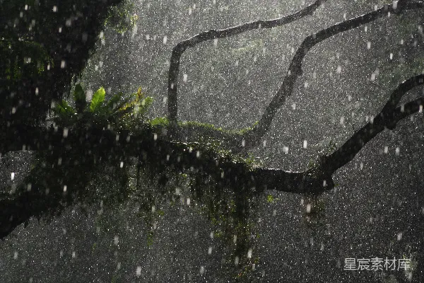 高清摄影 绿色植物置于灰色混凝土地板上