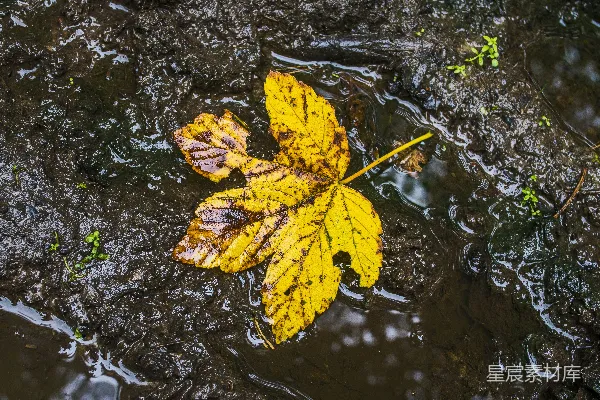高清摄影 漂浮在水洼上的黄叶
