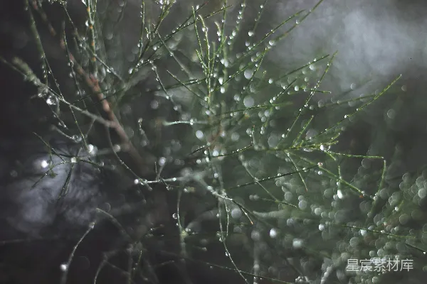 高清摄影 绿色植物上的水滴