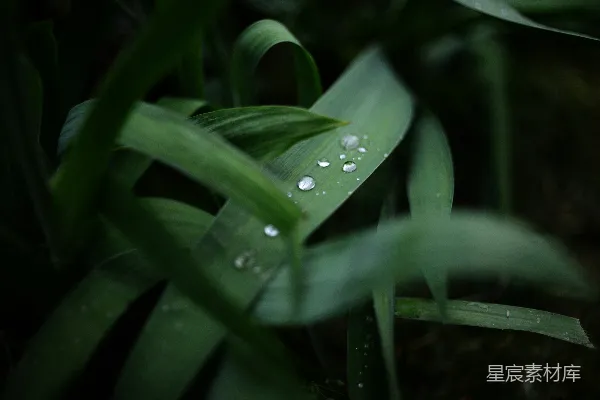 高清摄影 带水珠的绿植