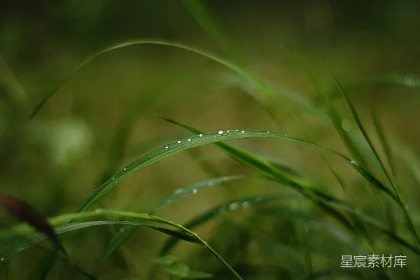高清摄影 绿草上的露珠