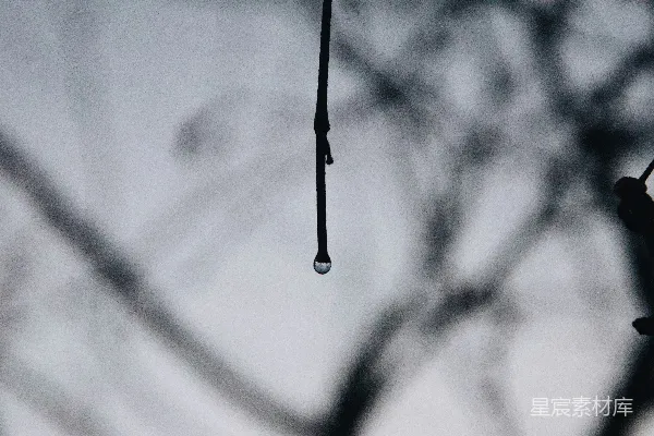 高清摄影 黑茎上的水珠