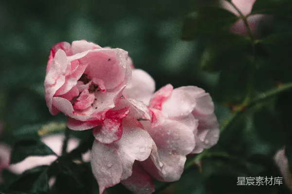 高清摄影 一朵带着水珠的粉色花朵