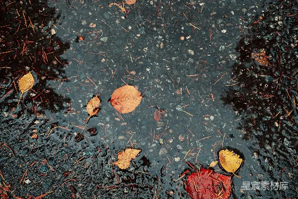 高清摄影 地上的水洼里漂着落叶