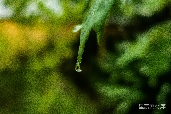 高清摄影 绿叶上一滴水珠的轮廓