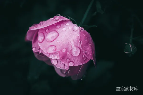 高清摄影 一朵带有水珠的粉色花朵