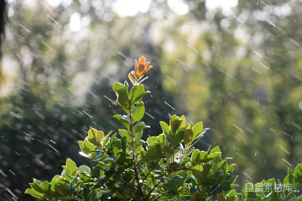 高清摄影 雨落在鲜绿的叶子上。