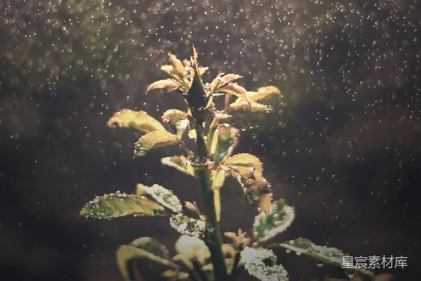 高清摄影 绿色植物上有白色的花朵