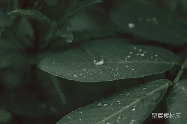 高清摄影 叶上的近景，叶面上挂着水珠