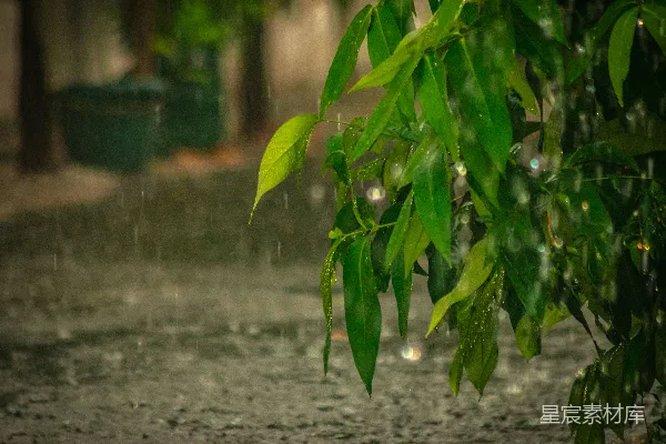 高清摄影 雨中的绿叶树