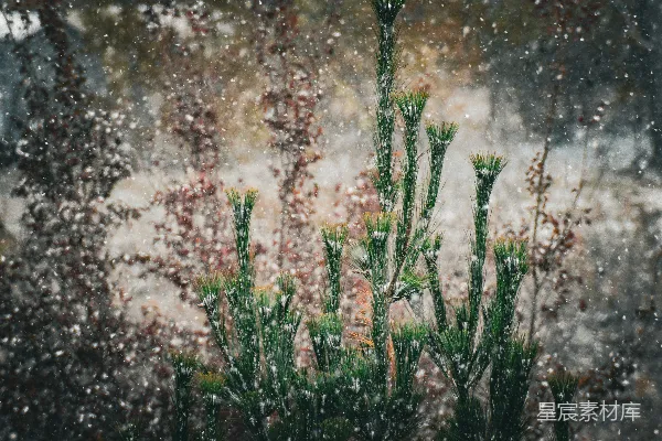 高清摄影 窗前一株绿植覆盖着白雪