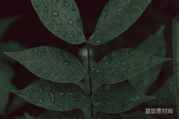 高清摄影 绿叶上挂着水珠