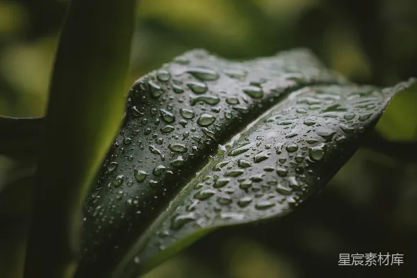 高清摄影 绿色叶片上的水珠