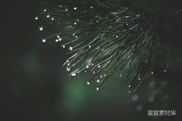 高清摄影 棕色植物茎上的水滴