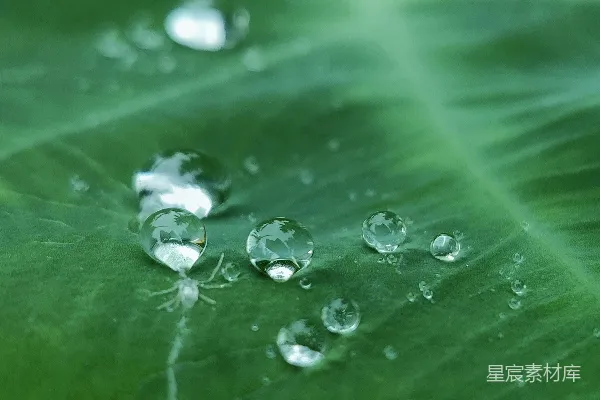 高清摄影 一片大绿叶上有水珠