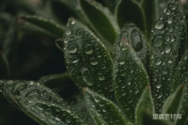 高清摄影 带水珠的绿色植物