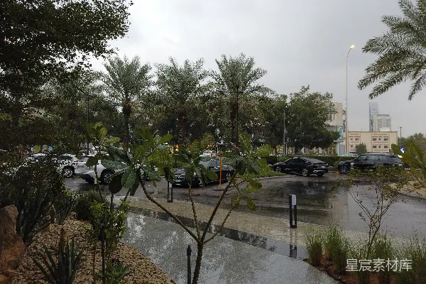 高清摄影 雨天里有棕榈树、汽车和建筑物的场景。