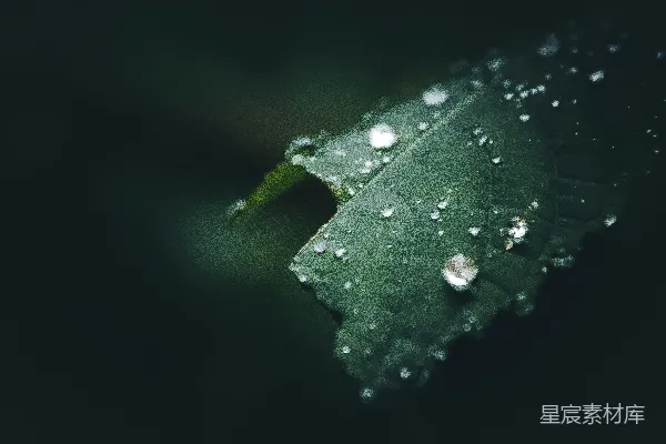 高清摄影 叶上水露的聚焦摄影