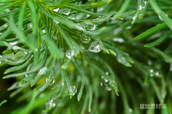 高清摄影 绿色植物上的水珠