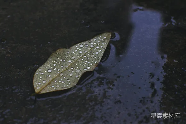 高清摄影 漂浮在水洼上的黄色树叶