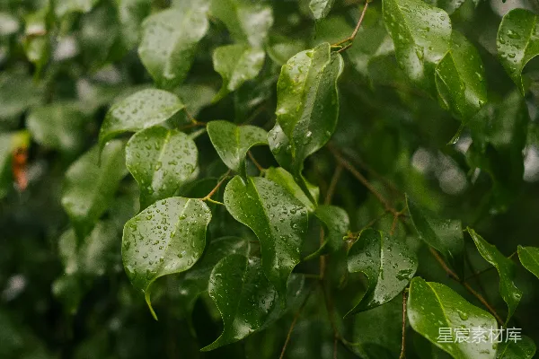 高清摄影 雨后绿叶上闪烁着水珠。