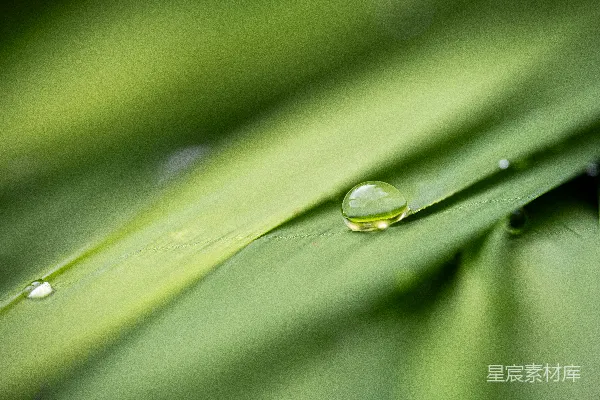 高清摄影 绿叶上的一滴水珠