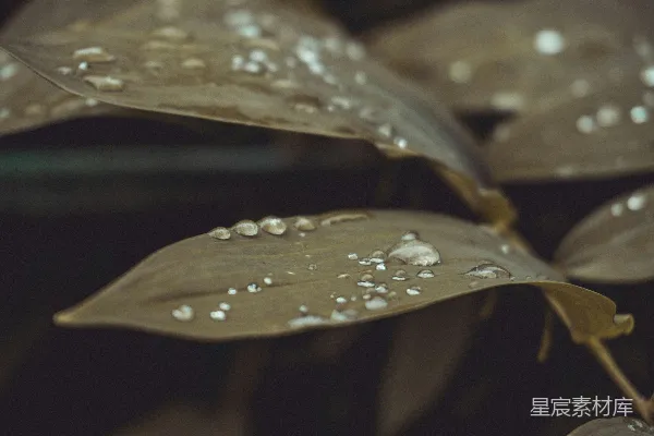 高清摄影 叶面上的近景，附有水珠