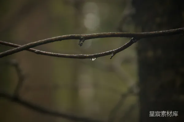 高清摄影 一滴水珠悬挂在光秃的树干上。