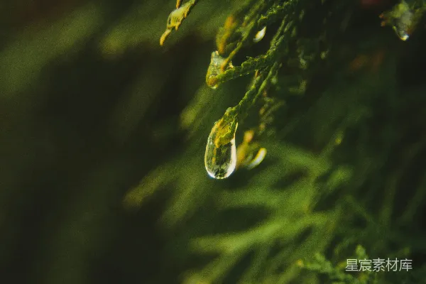 高清摄影 树梢上挂着的一滴水珠