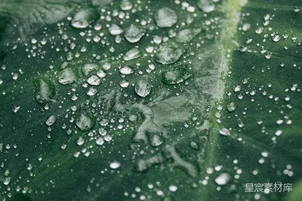 高清摄影 绿色叶片上水滴的 Macro 照片