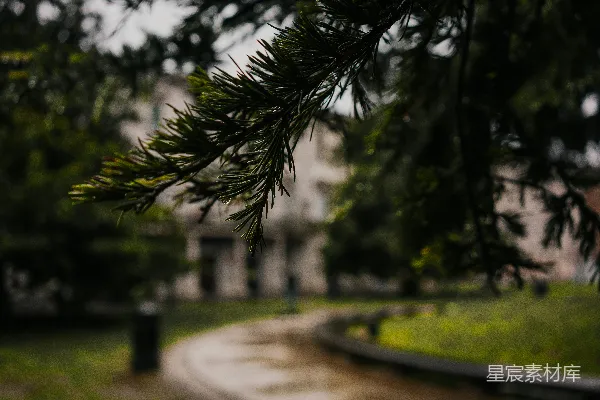 高清摄影 路边悬挂在土路旁的一棵树干