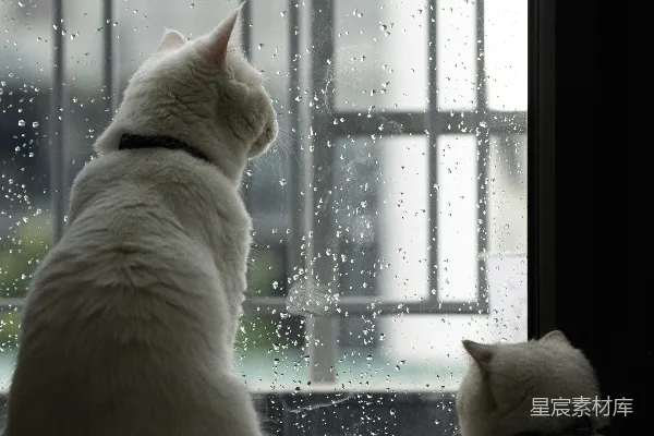 高清摄影 两只白猫透过窗户 watching 雨。