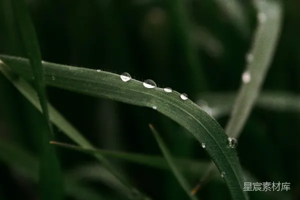 高清摄影 绿草上滴着水的特写镜头