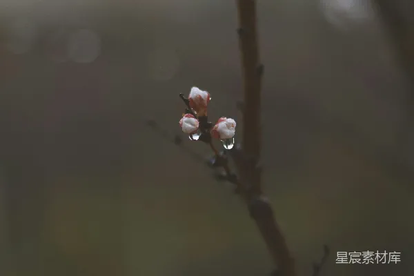 高清摄影 一根长着小花的细枝