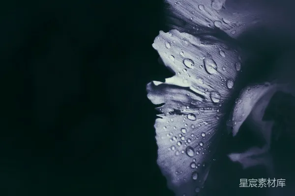 高清摄影 一朵花的特写镜头，上面挂着水珠。