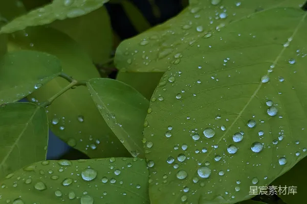 高清摄影 带水珠的绿叶